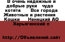В очень надежные и добрые руки - чудо - котята!!! - Все города Животные и растения » Кошки   . Ненецкий АО,Харьягинский п.